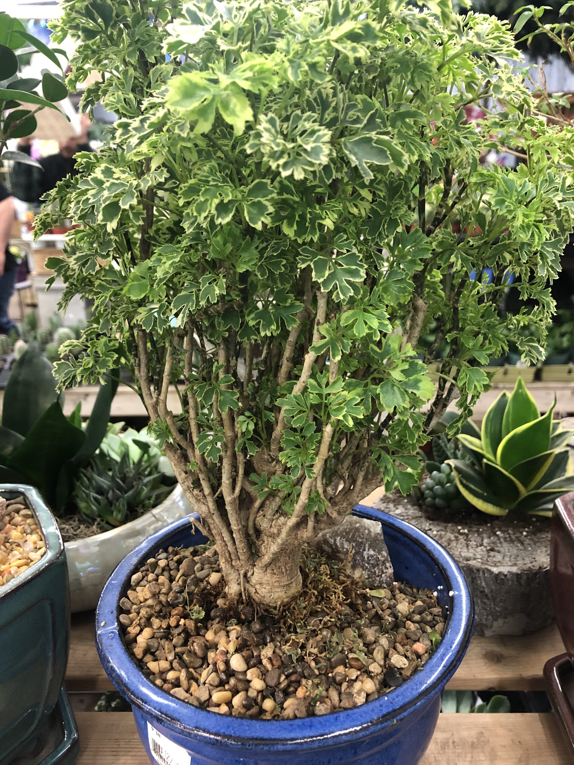 bonsai-tree-9-inch-blue-pot-islington-nurseries-garden-centre