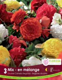 Double Camellia Begonia orange, red, yellow, and white double flowers package of three